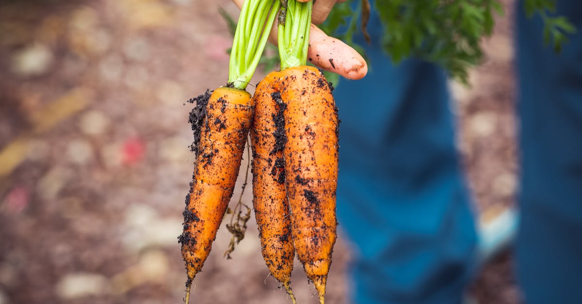 explorez les déclencheurs alimentaires courants qui peuvent affecter votre santé et votre bien-être. comprenez comment certains aliments peuvent provoquer des allergies, des intolérances ou d'autres effets indésirables, et découvrez des conseils pour identifier et gérer ces déclencheurs pour un mode de vie plus sain.