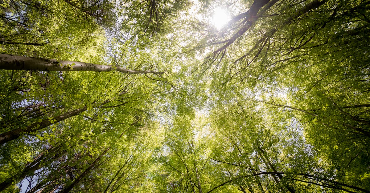 explorez l’essence de la clarté, un état d’être clair et facile à comprendre. découvrez comment la clarté améliore la communication, la prise de décision et le bien-être général dans la vie personnelle et professionnelle.