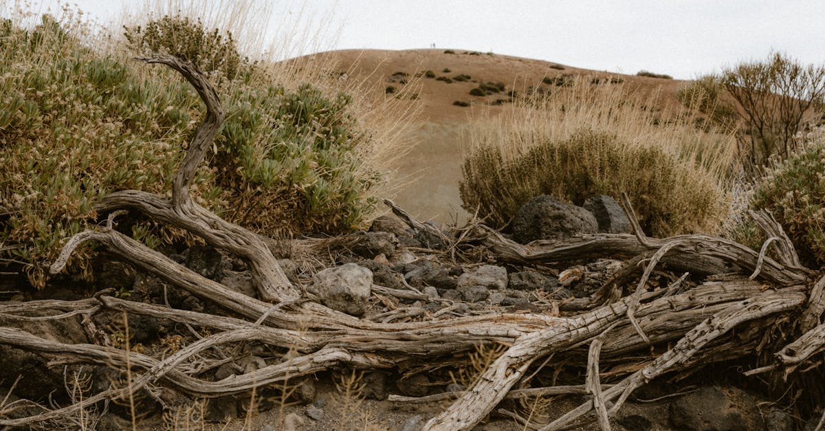 discover the causes, symptoms, and effective remedies for dehydration. learn how to recognize the signs and stay hydrated for optimal health and well-being.