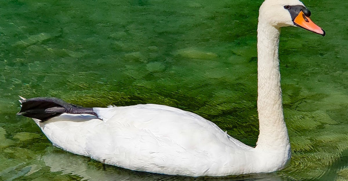 discover effective remedies and tips to alleviate a stiff neck. learn about causes, symptoms, and solutions to improve your comfort and flexibility.