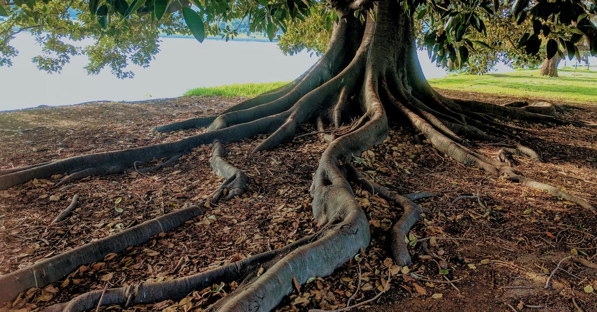 discover the transformative practice of grounding, connecting with the earth's energy to enhance well-being, reduce stress, and promote mindfulness. explore techniques, benefits, and how to incorporate grounding into your daily routine.