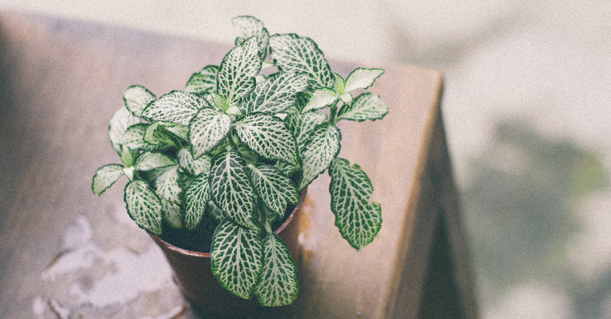 discover the causes, symptoms, and effective treatments for pinched nerves. learn how to alleviate pain and restore mobility with expert advice and practical tips.