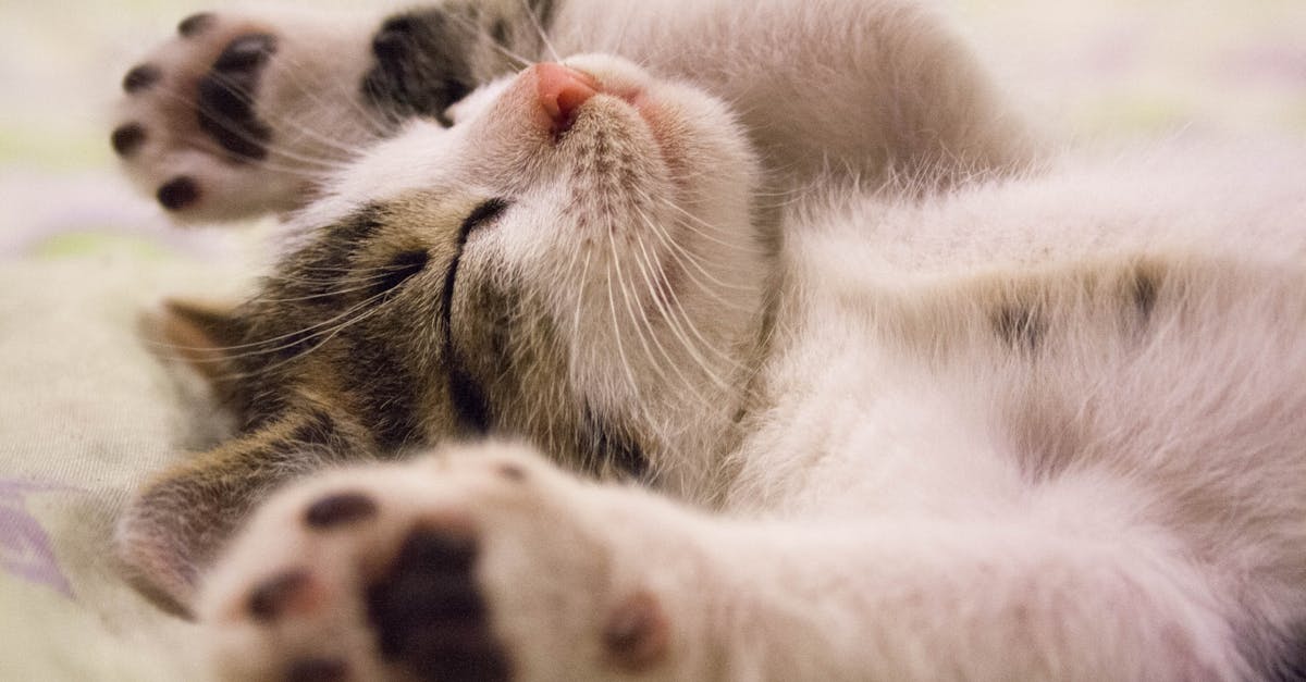 discover the importance of sleep for your health and well-being. explore tips and strategies to improve your sleep quality and ensure restful nights for a revitalized, energized you.