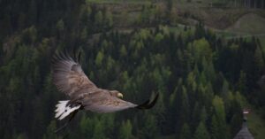 discover the essence of freedom and explore the limitless possibilities it brings to our lives. embrace the journey of self-discovery and empowerment, where every choice leads to new adventures and experiences.