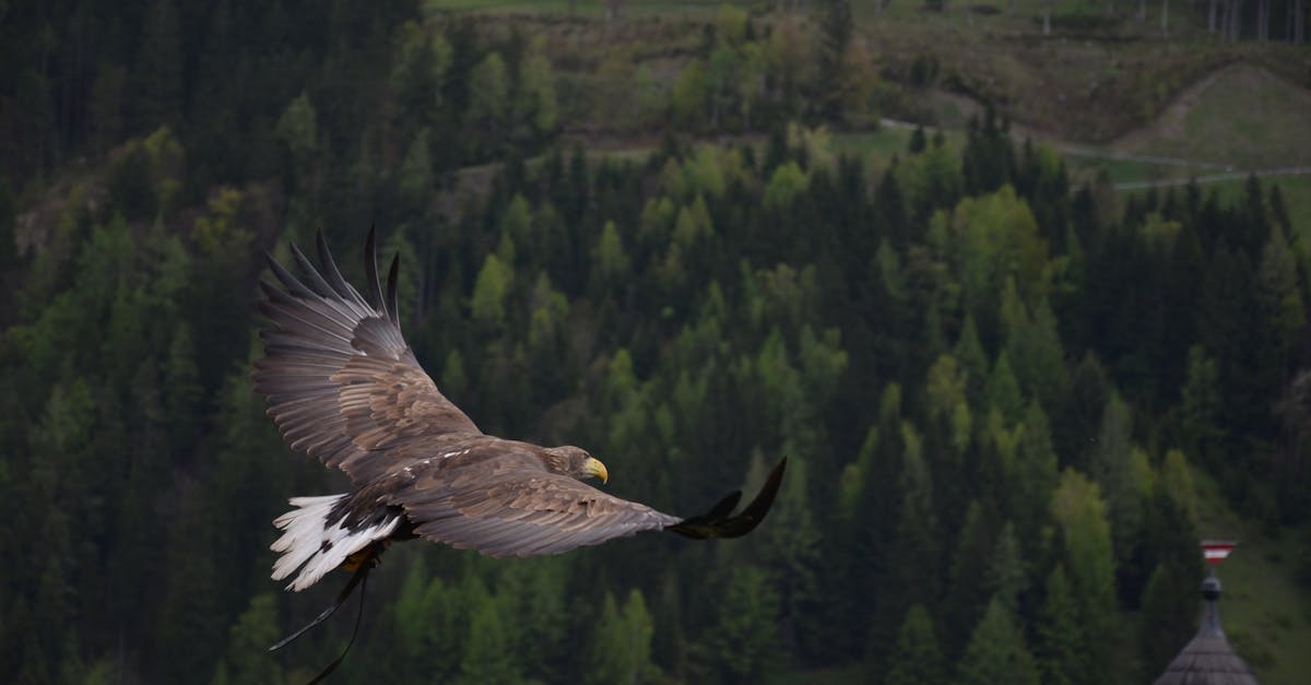 discover the essence of freedom and explore the limitless possibilities it brings to our lives. embrace the journey of self-discovery and empowerment, where every choice leads to new adventures and experiences.